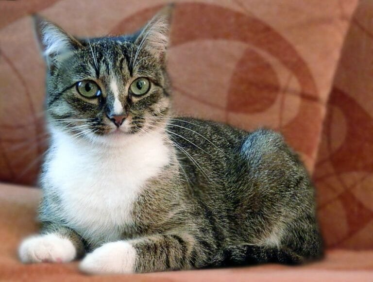Cats 02 (1)